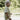 Key Lime Play Short - Dear Claiborne